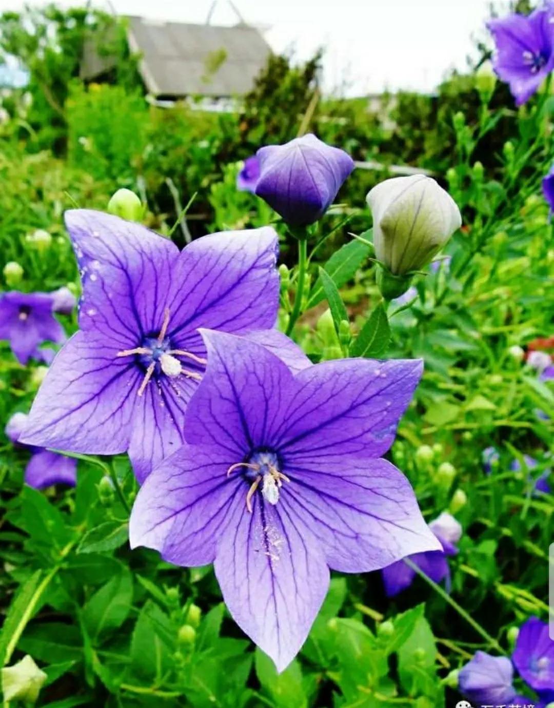 铃儿响叮当双音和弦五线谱,铃儿响叮当三级长笛