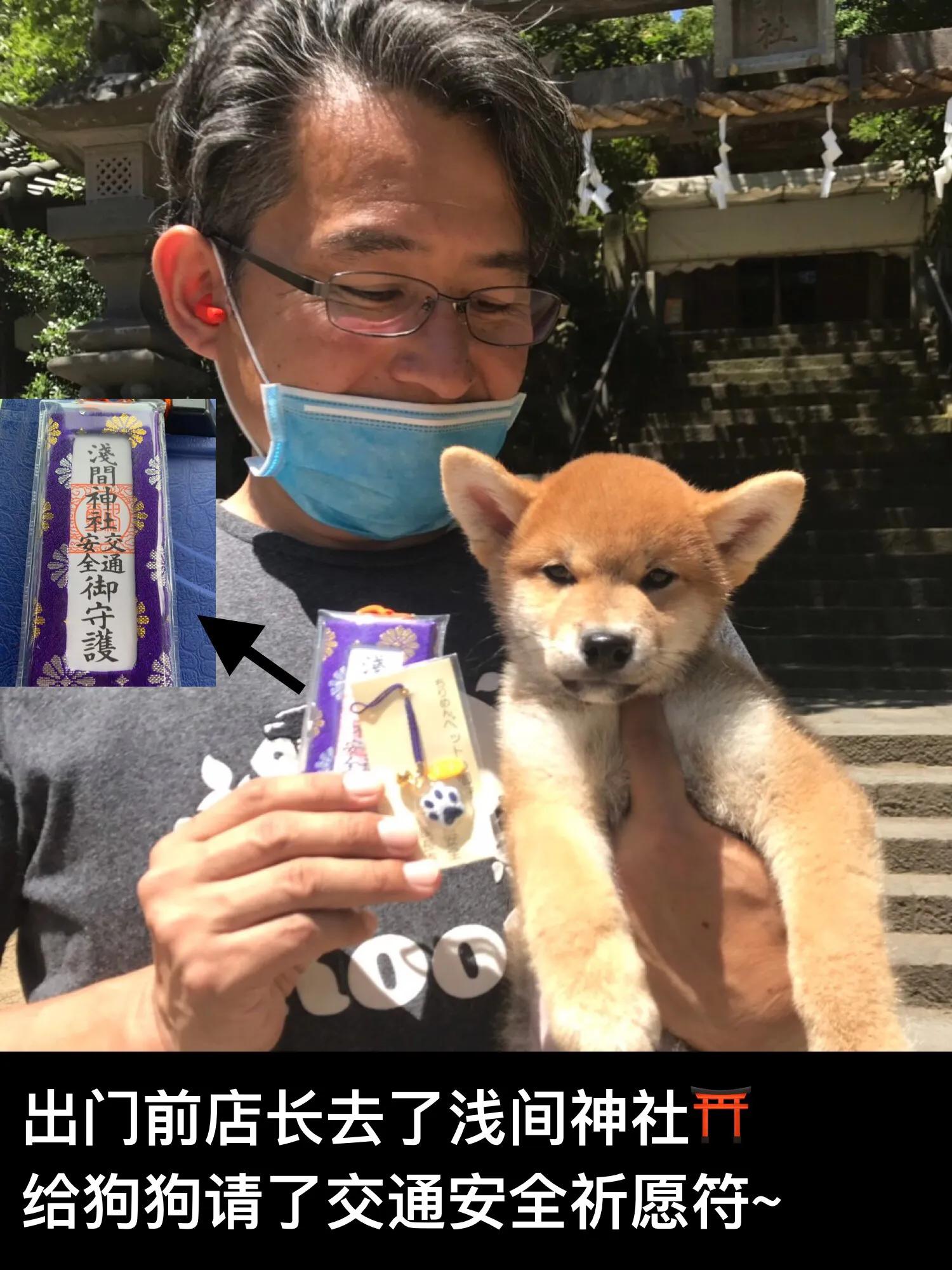 加拿大温哥华购买柴犬经历～