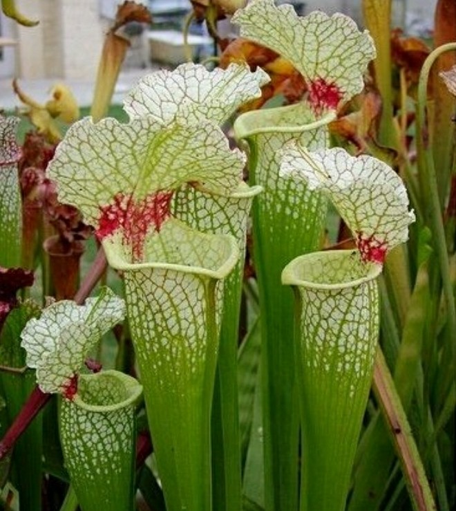 秋日私语：抬头一笑百媚生，美不惊人死不休的造型奇花