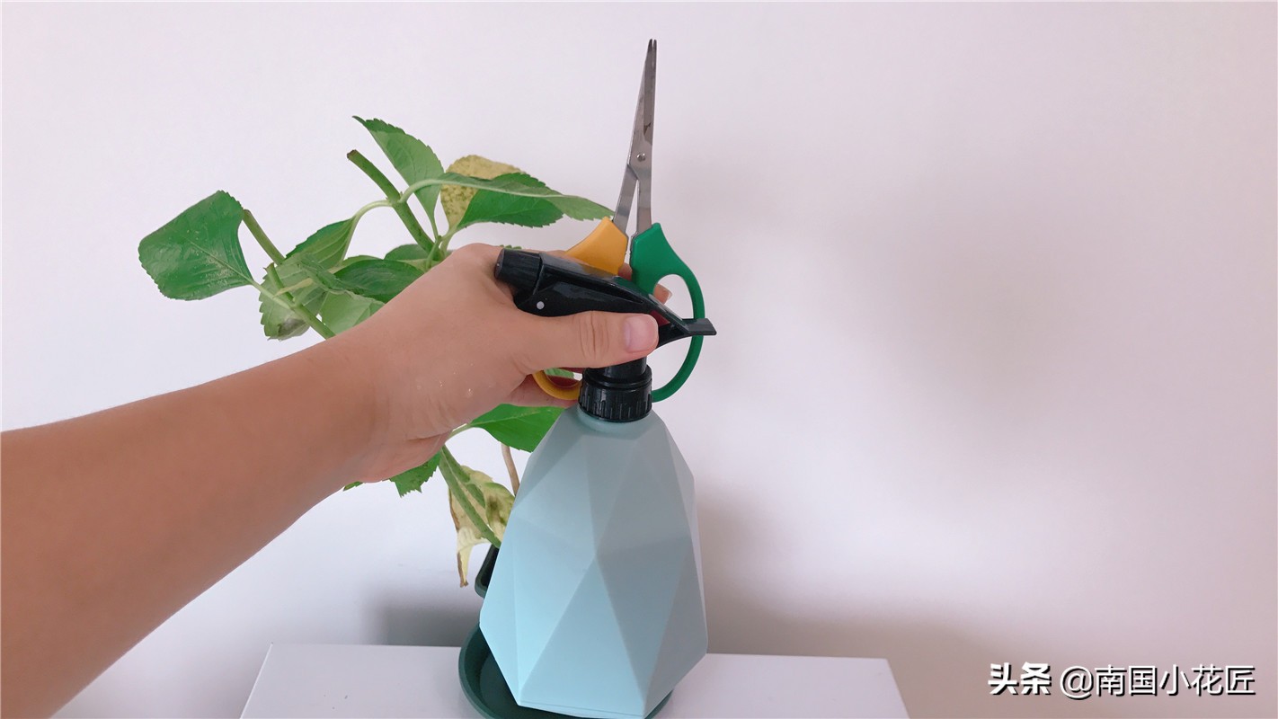 绣球黄叶怎么办两招教你轻松搞定,绣球刚移栽怎么处理