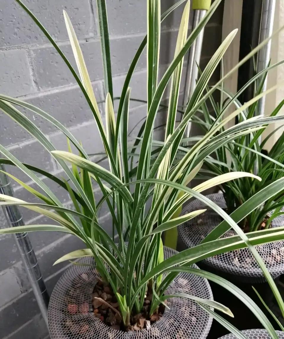 适合家养的兰花多少钱,适合家养的兰花品种图片