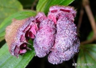 童年吃的野果视频,童年回忆农村人最爱的6大野果