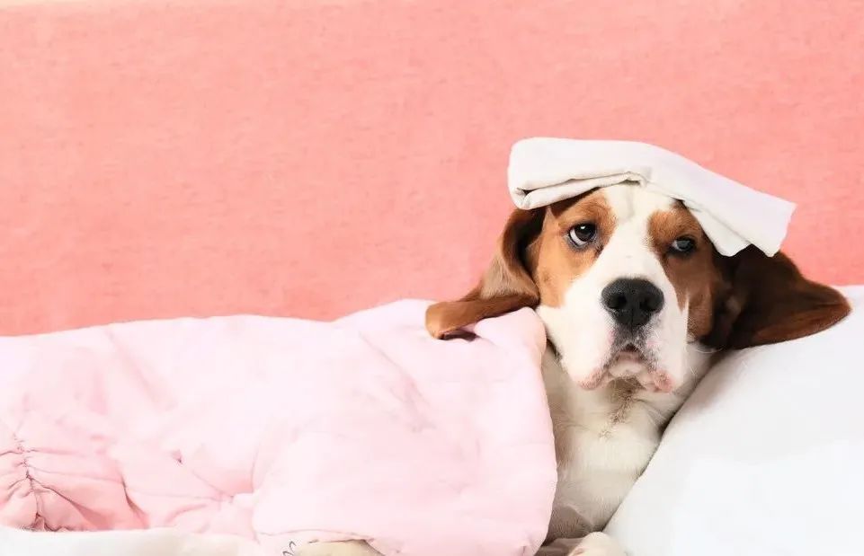 狗狗犬瘟半夜抽搐吐白沫怎么办,幼犬抽搐口吐白沫查不出犬瘟