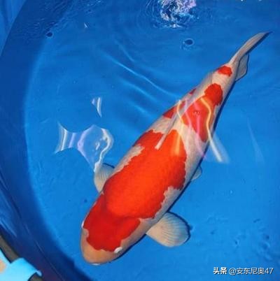 世界上最贵的锦鲤拍卖出2亿天价,世界上最贵的大锦鲤有多大