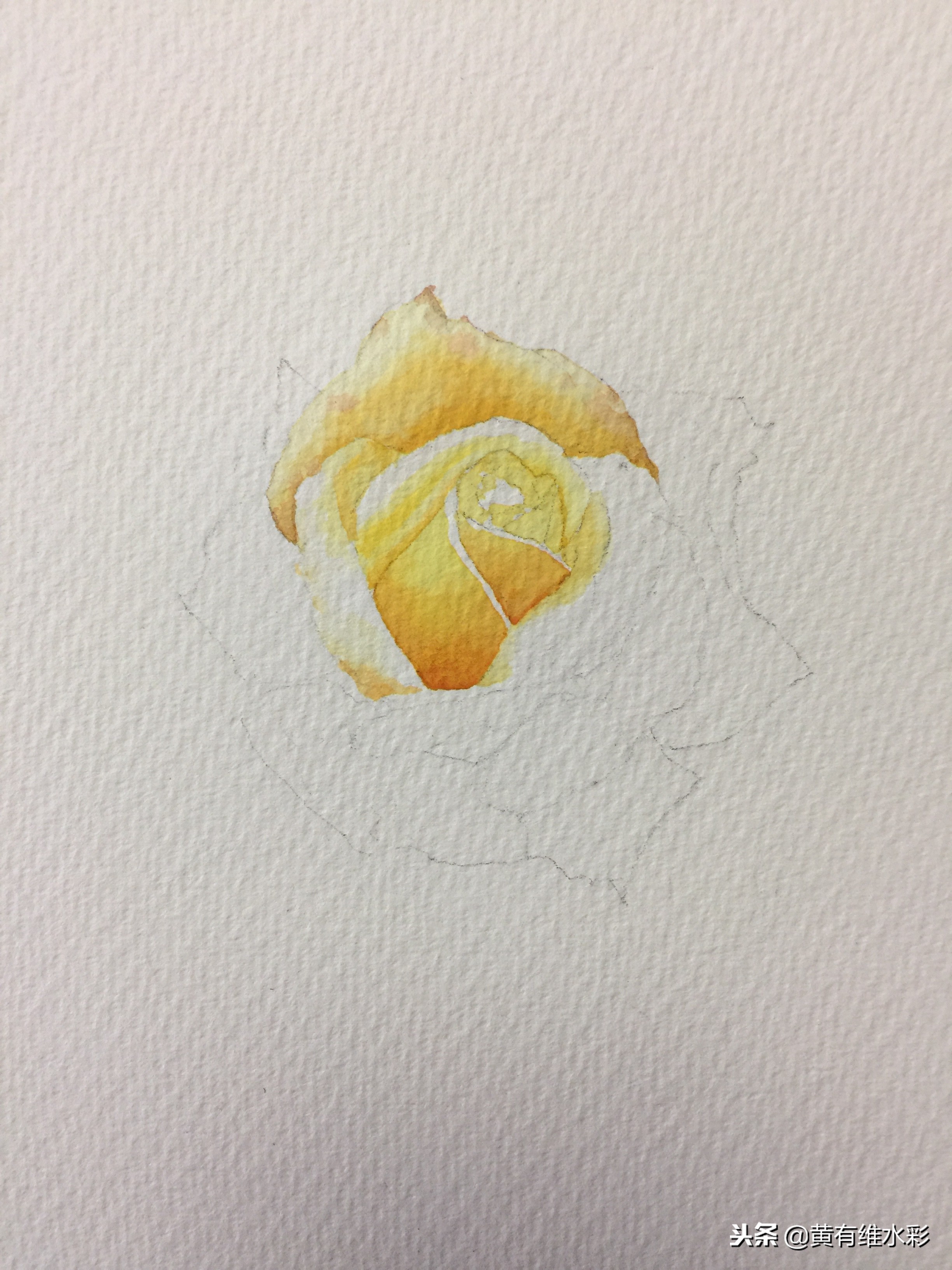 零基础入门水彩的基本画法,黄玫瑰水彩晕染