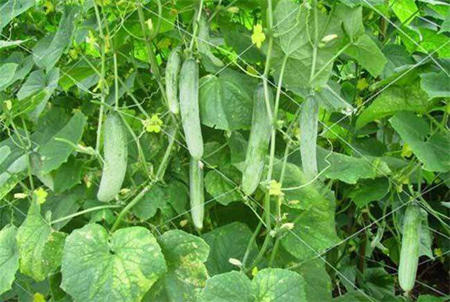露天黄瓜种植怎样结瓜多产量高,黄瓜怎样种植产量高