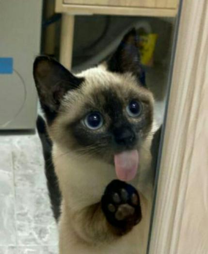 饲养猫咪最错的误区很多人还在犯,饲养猫咪的7大误区你有中招吗