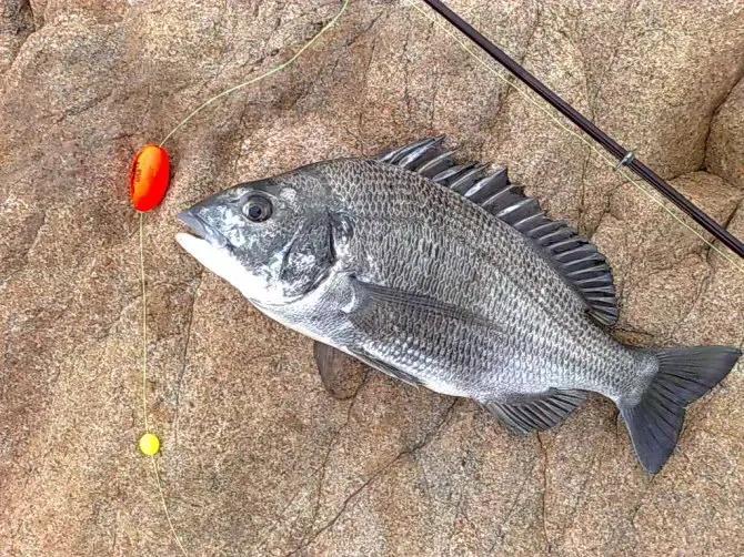 钓客闲话视频大全,钓客清话讲的什么