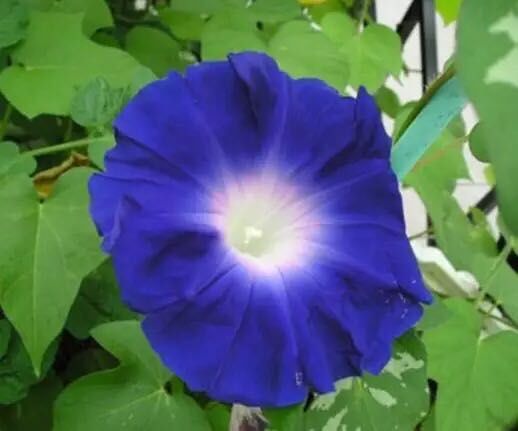 牵牛花到处都可以肆无忌惮的生长,不常见的品种,美出天际!