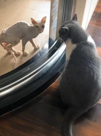 捡到只流浪猫对自己非常好怎么办,十天前捡到流浪猫现在怎么样了