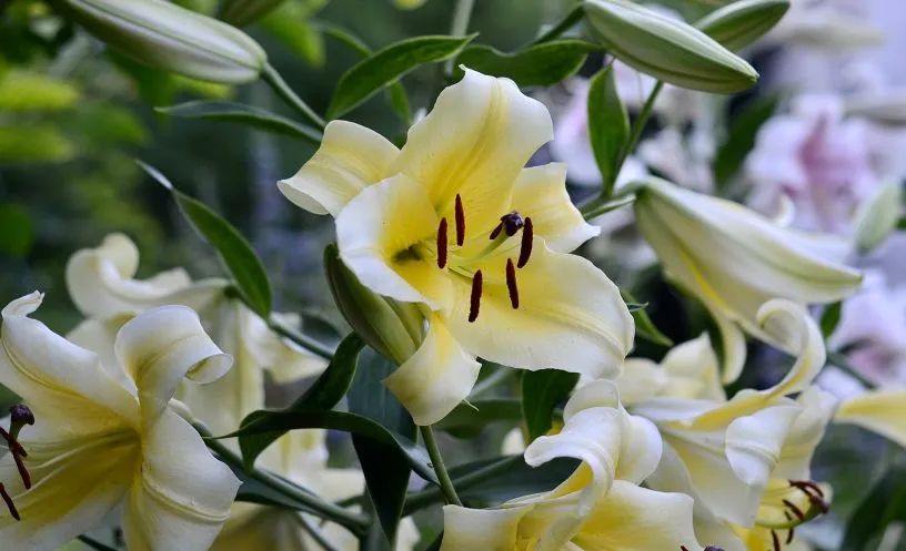 秋日赏花,百合必须要拥有姓名