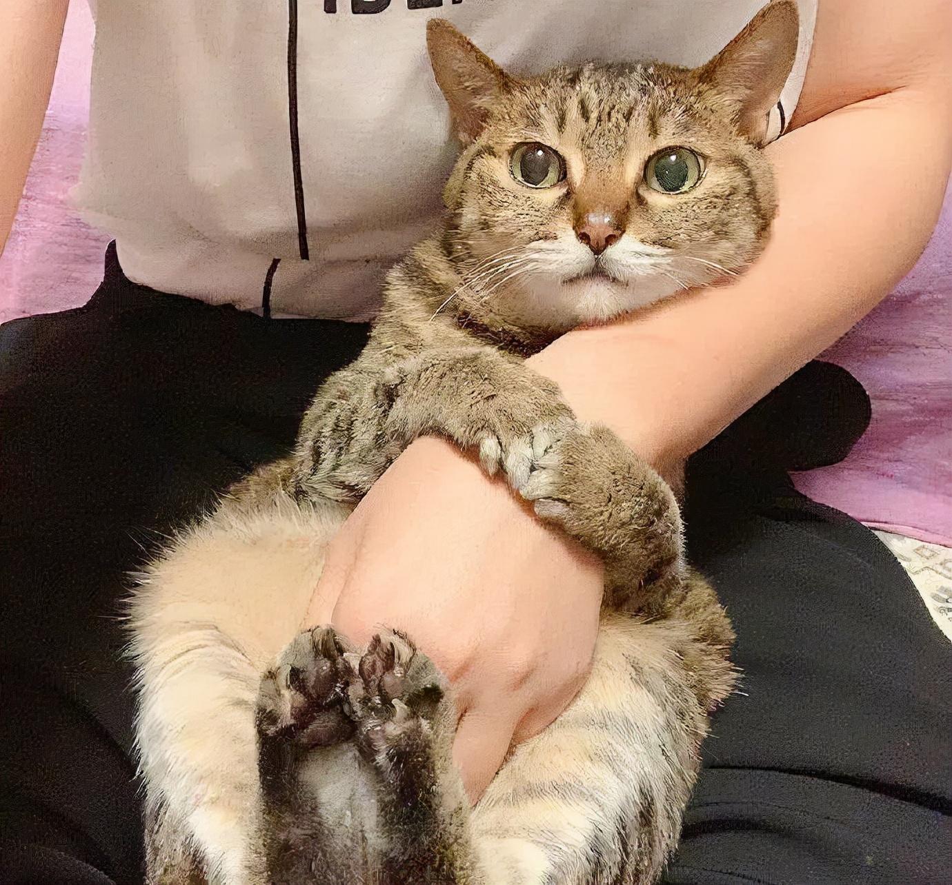 养猫咪哪种猫最好养并且粘人,新手养猫最好要选择这三种猫咪