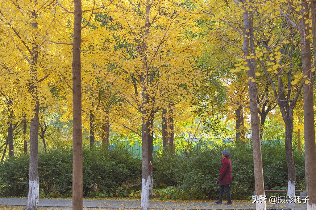 北京看银杏树林最好的地方,丰台区银杏林地址