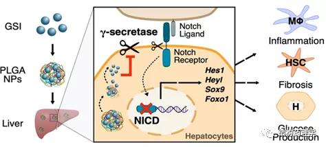靶向药会引起血糖酮症酸中毒吗,靶向药物parp抑制剂
