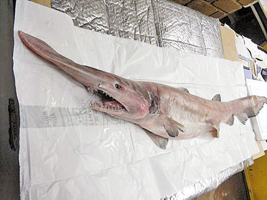 观赏淡水小鲨鱼种类及图片,海洋馆鲨鱼的种类名字