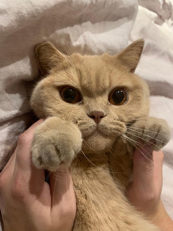 炉石传说新版本标准卡组推荐,炉石传说最新最强卡组