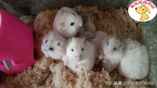 仓鼠哪些原因会导致死亡,养仓鼠时要注意什么问题