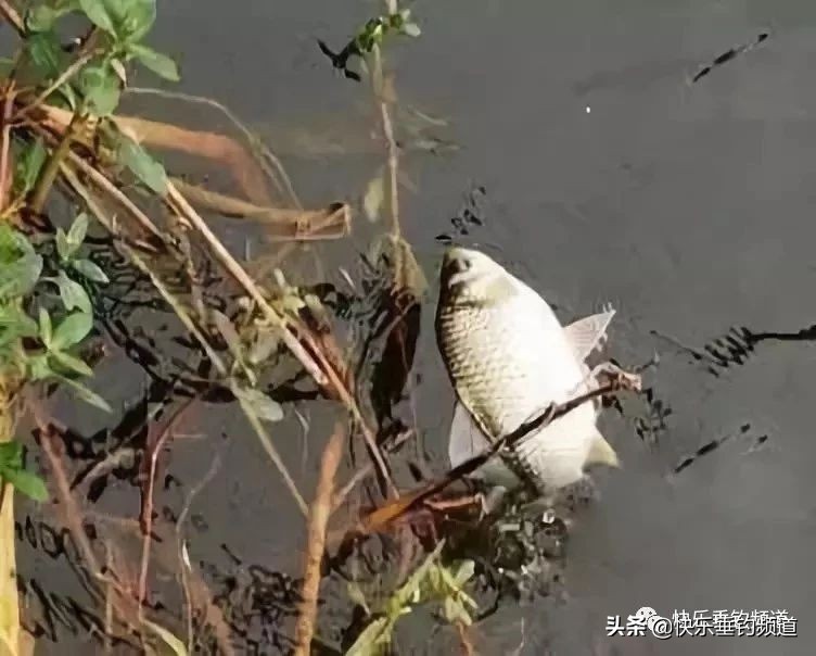 野钓搓饵挂钩注意事项,野钓怎么避免挂钩