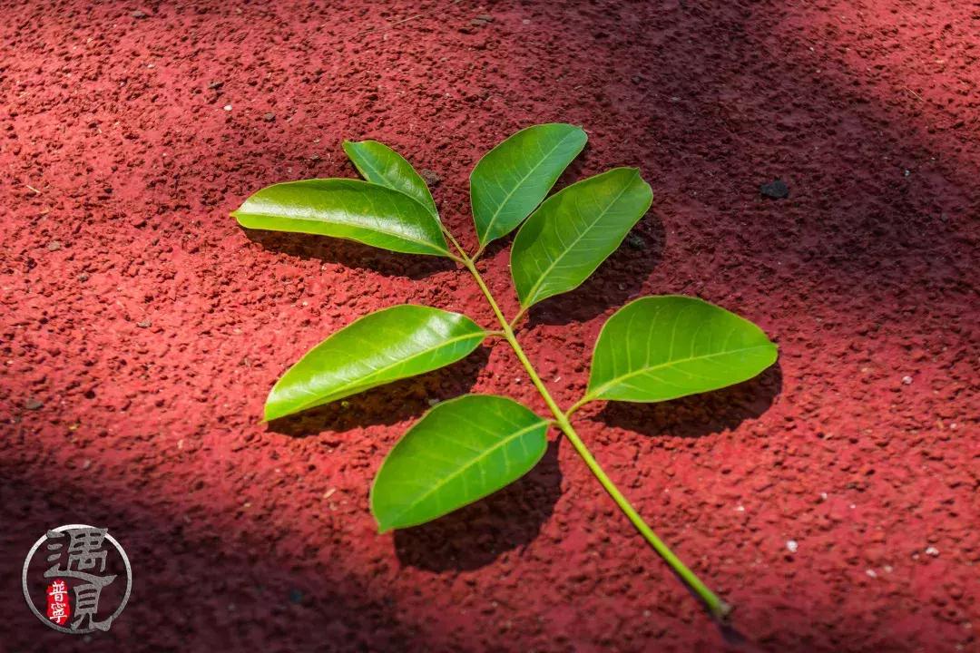普宁流沙中华新城旧貌,普宁人民广场改造