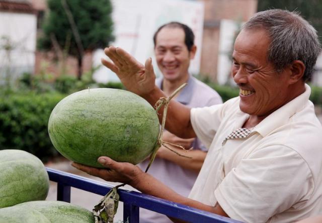 买西瓜拍一拍有用吗,买西瓜怎么挑又甜又熟皮又薄