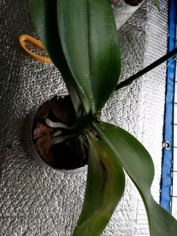 花儿叶子发黄是怎么回事,花儿叶子发黄枯萎萎蔫