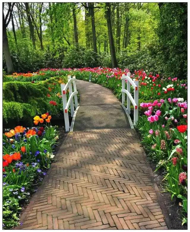 荷兰花海最值得一去的是哪里,荷兰最大花卉公园