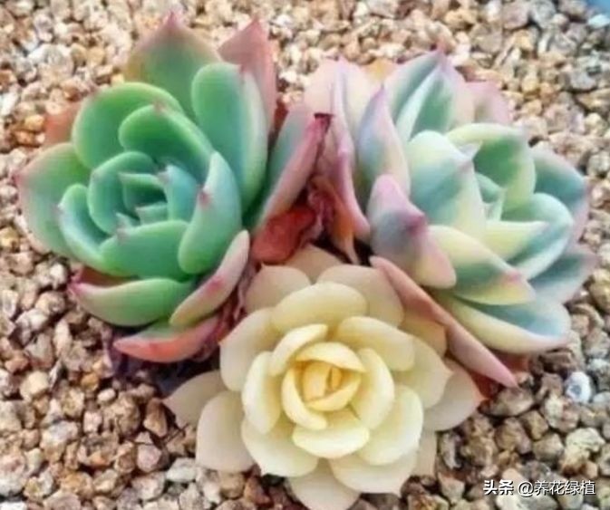 公共楼顶养多肉怎么防盗,多肉放楼顶会不会夏天晒死