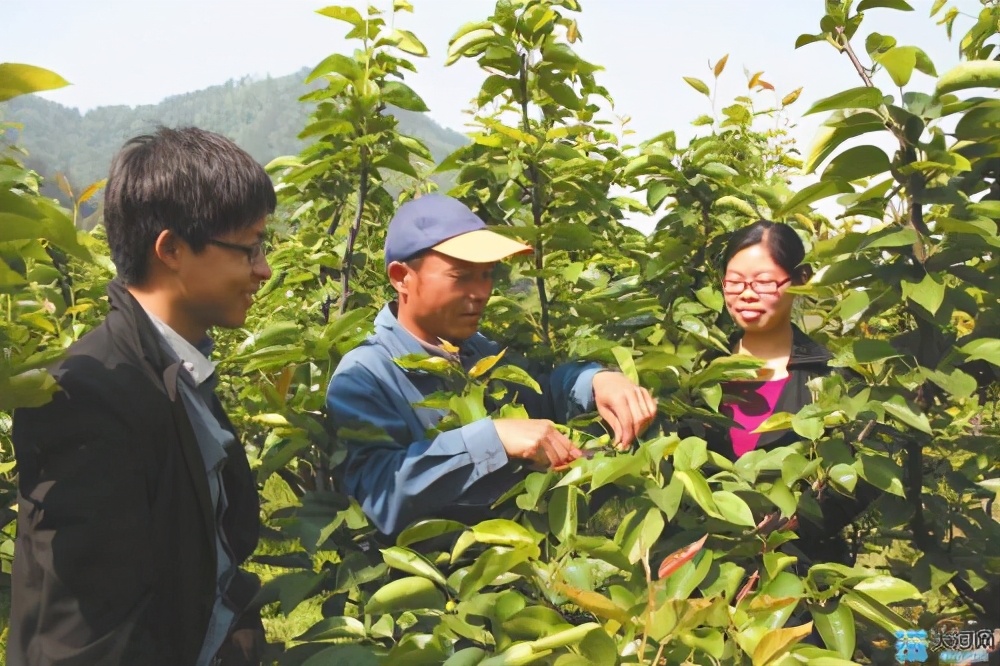 各省市选调生培养现状问题,四川紧缺选调生真实状况