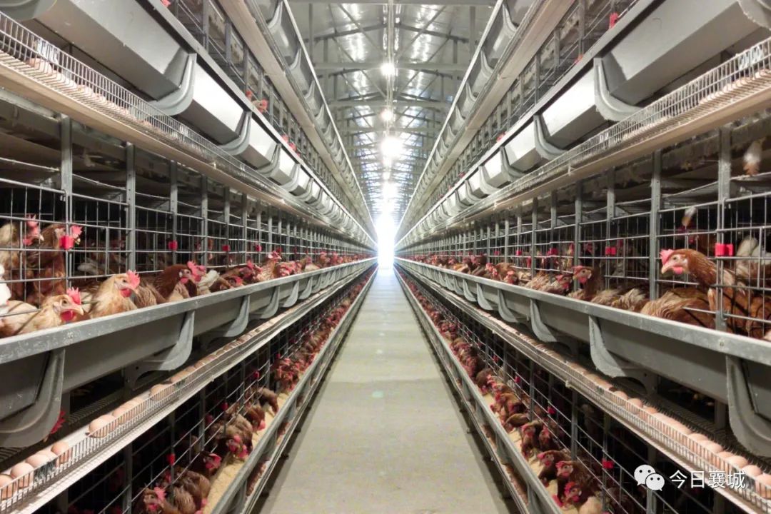 襄城县：吹起了“集结号”，唱起了“凤还巢”