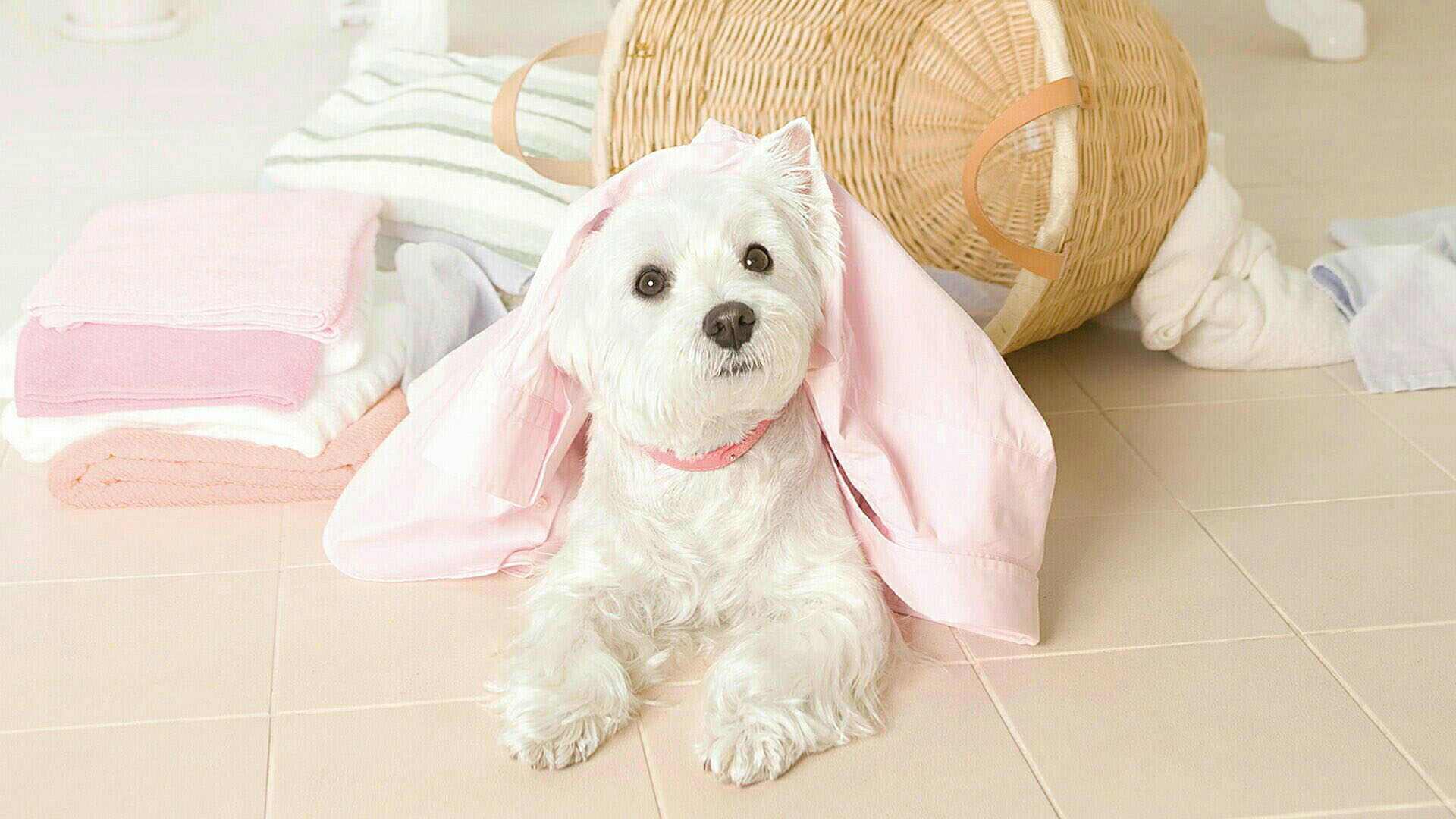 狗狗在别人家随地大小便,狗狗随地大小便怎么办金毛