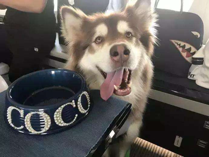 王思聪买的宠物鸭,王思聪买的鸭子