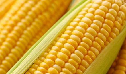 这篇文章告诉你种玉米打除草剂时间及其价值？