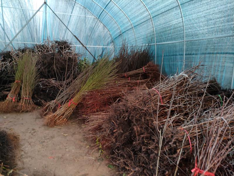 宿迁花木苗真的假的,宿迁为什么这么多假花木苗