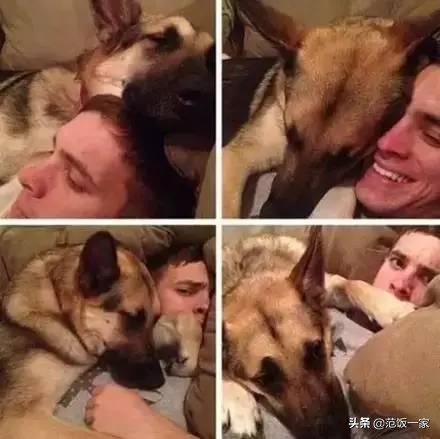 狗狗有这种行为证明你养对狗了,这八种狗狗都是粘人精谁养谁知道