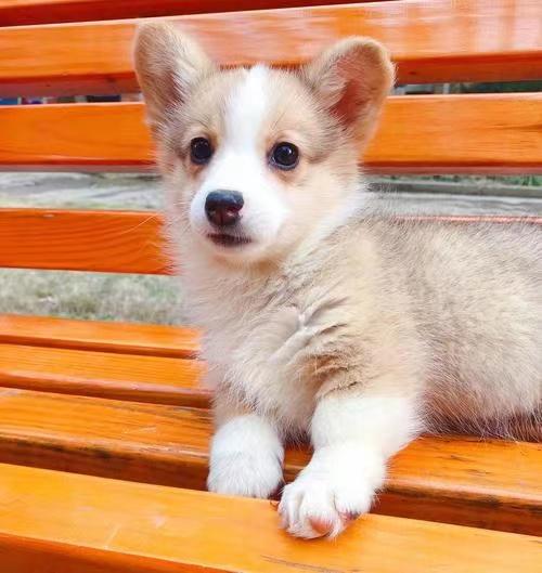 狗狗一直拉稀便怎么办,狗狗长期拉稀软便吃什么好