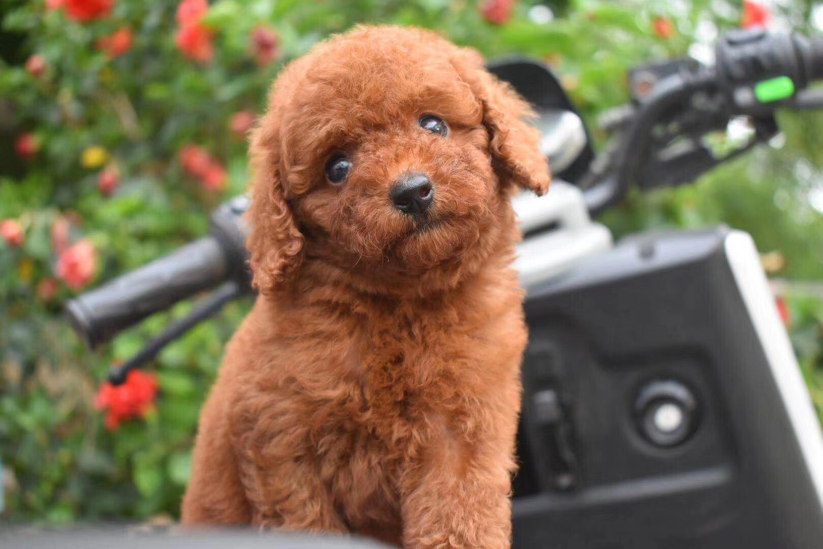 把泰迪毛剃光狗会心情不好吗,泰迪狗狗把毛剃光光没事吧