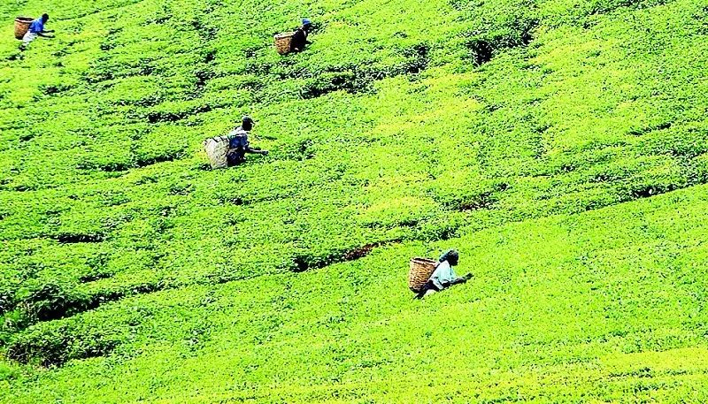 中国红茶肯尼亚红茶,肯尼亚红茶优势