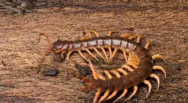 世界上毒性最强的五条蜈蚣,最常见的蜈蚣有几种