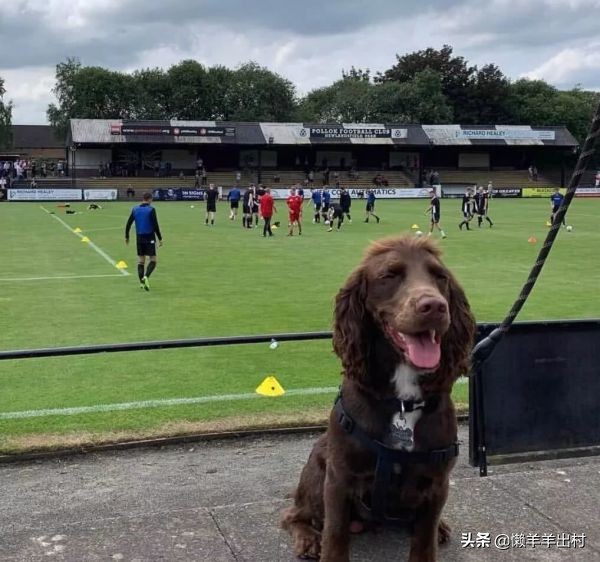 狗子看球赛比主人还激动配音,狗子看世界杯