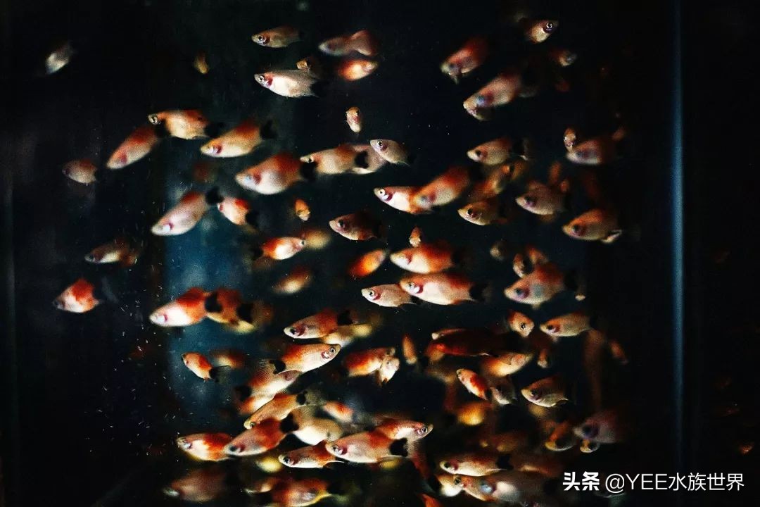 养鱼遇到的问题和解决办法,养鱼太麻烦了