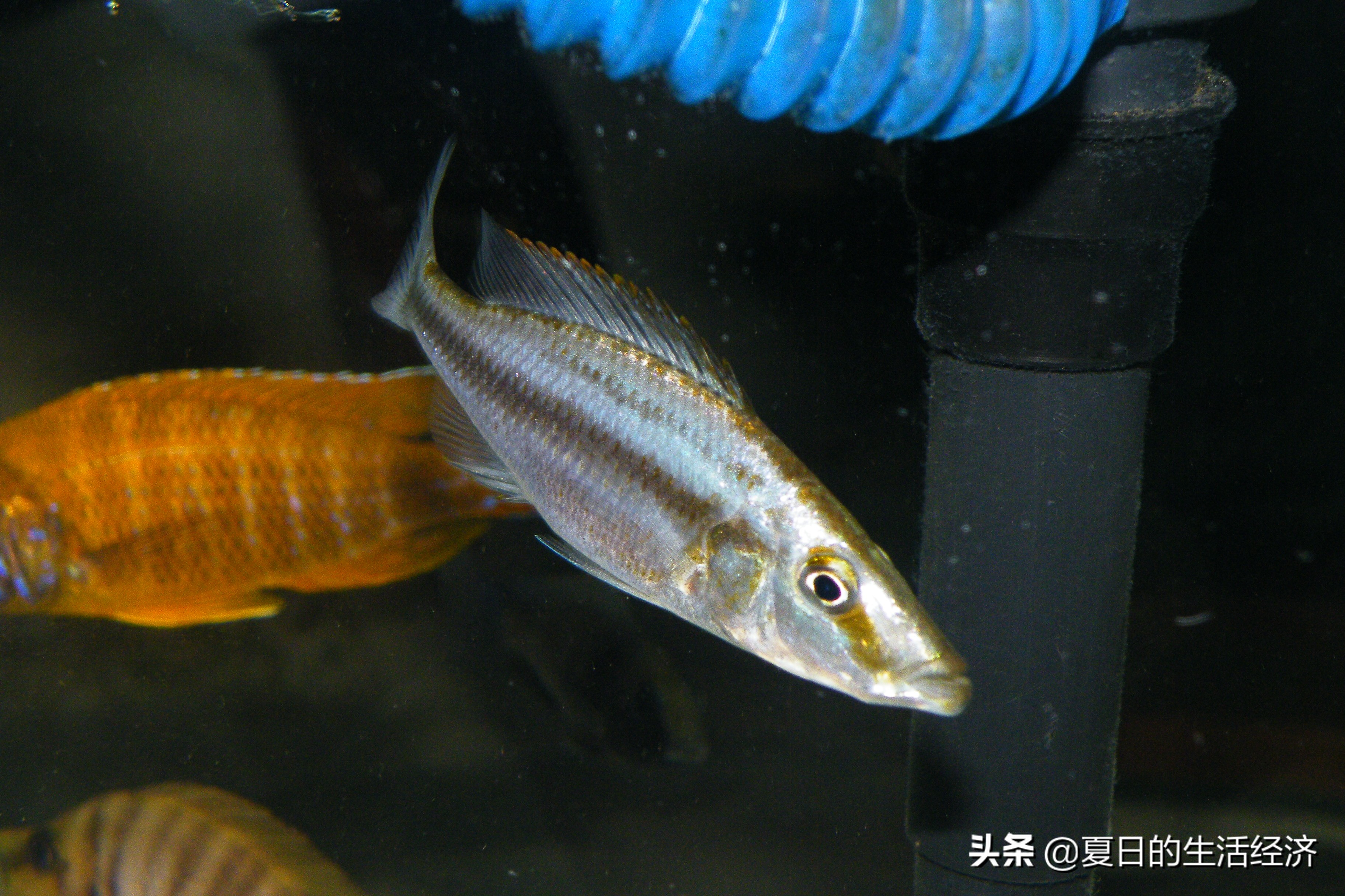 回忆三湖,三湖慈鲷纪念