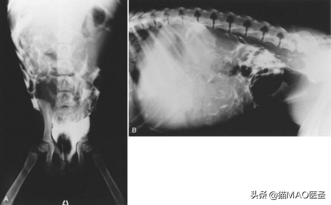 猫咪腹膜炎就是腹水吗,猫咪腹膜炎和传染性腹膜炎的区别
