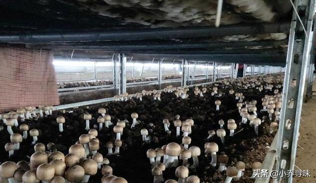 采收期长达180天,如今售价高达100元1斤,消费者:真便宜