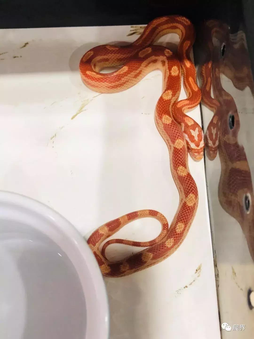 湛江爬宠店,深圳爬宠店在哪里