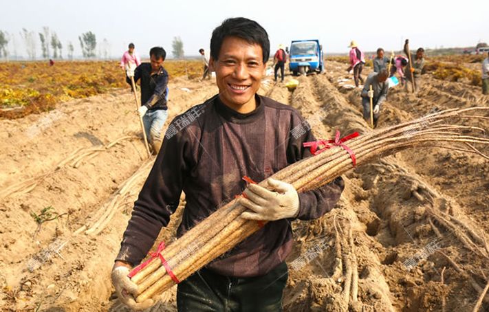 垆土铁棍山药乃山药之王,垆土山药和铁棍山药有什么区别