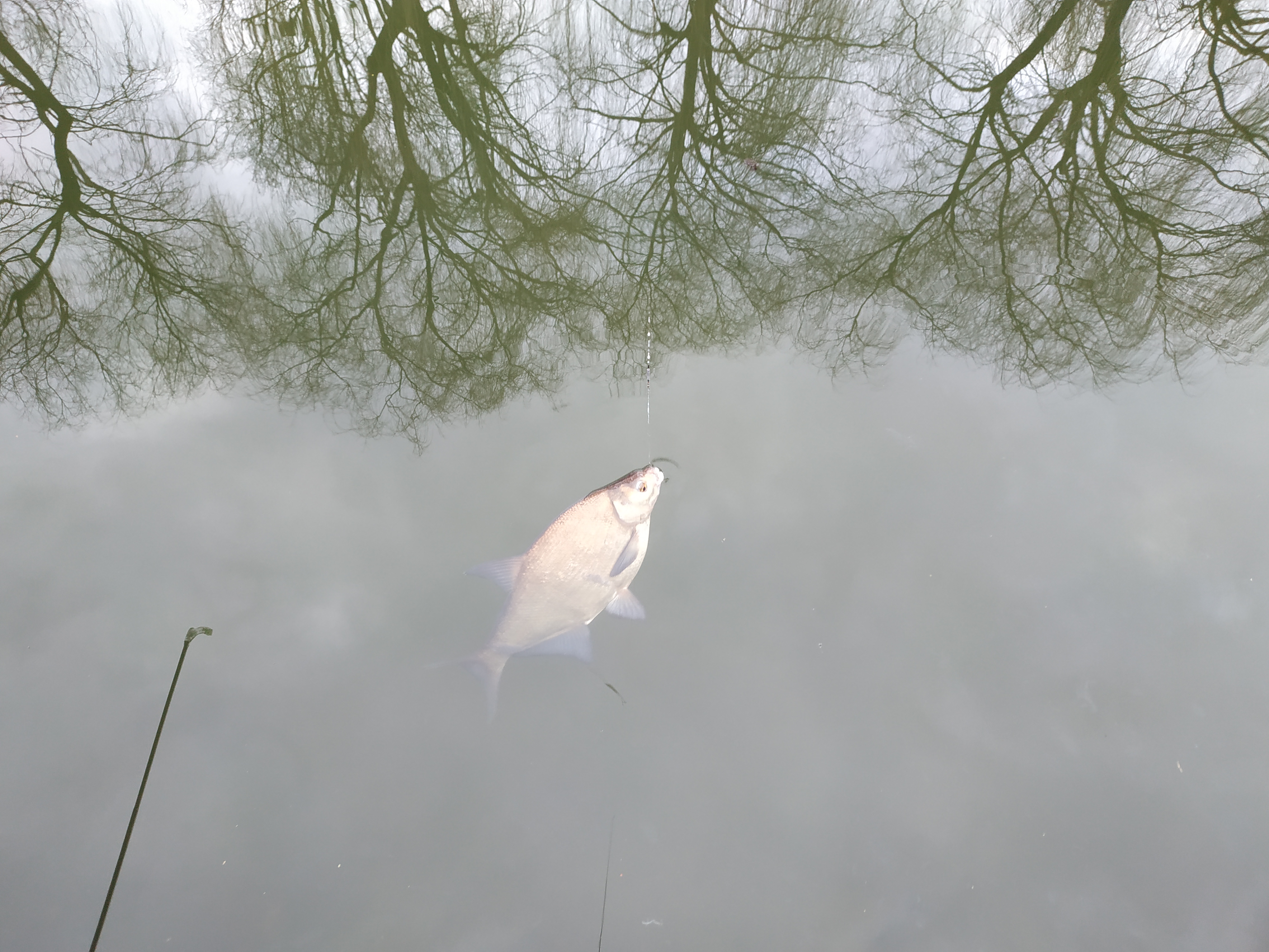 欧洲钓欧鳊,欧鳊的钓法