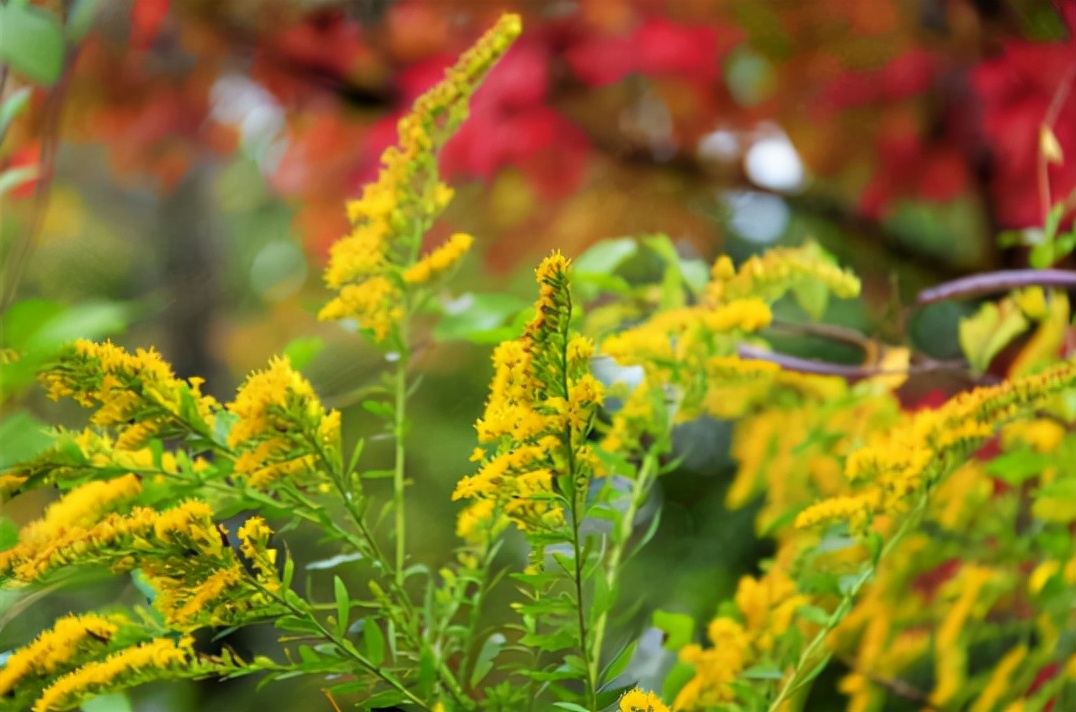 入侵植物都有哪些,混得最惨的入侵植物你有吃过吗