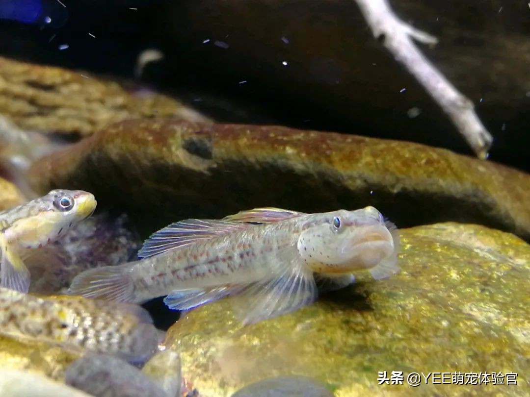 快速增加硝化细菌的办法,硝化细菌最简单的方法