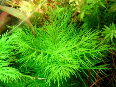 蜈蚣草水草直接丢水里会生长吗,蜈蚣草为什么不建议养