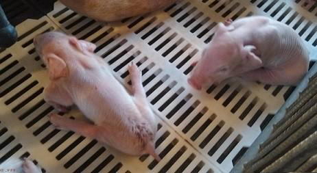 养猪生产中仔猪八字腿的处理措施,刚生仔猪八字腿怎么回事
